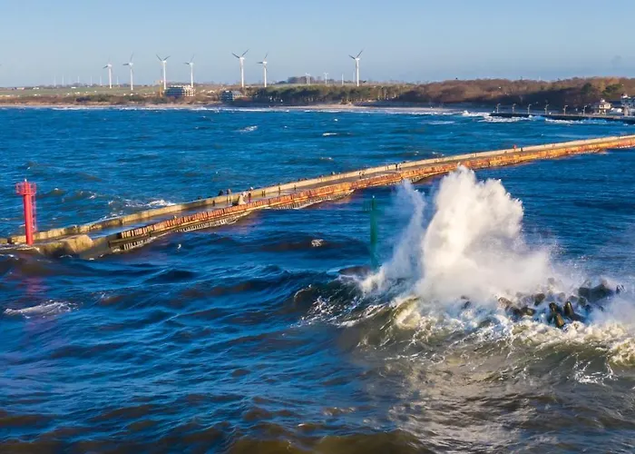 Natural Baltic Darlozko * ダルウフコ